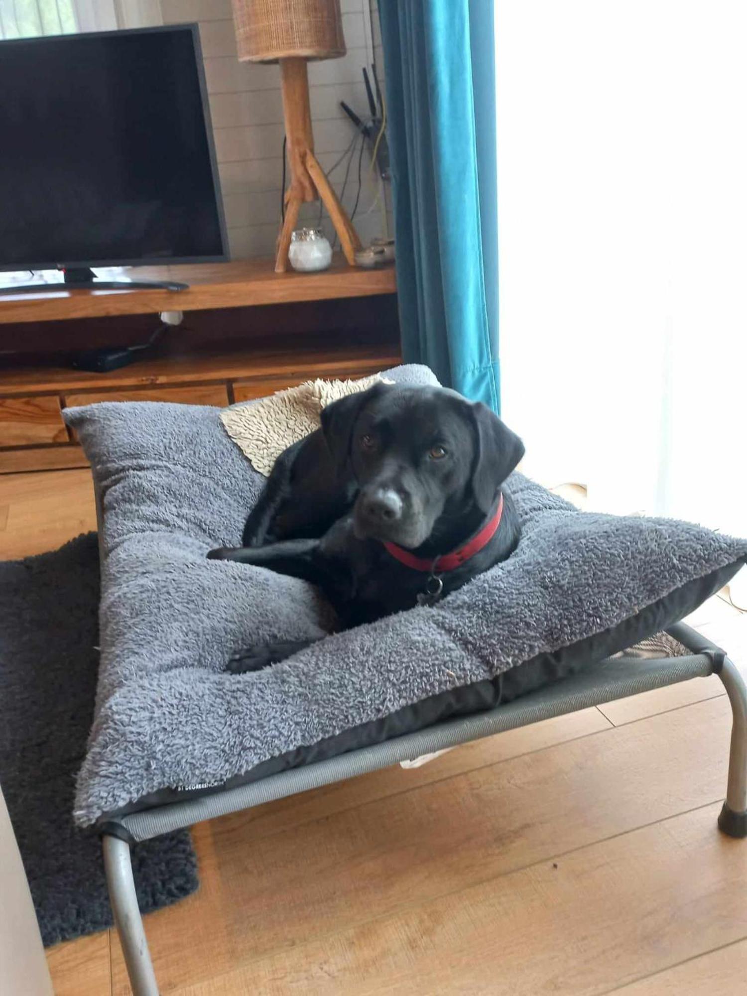 Le Mont Celeste Dogs Friendly Chalet *
